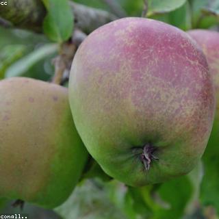 Appelen Pink Lady 1 kg