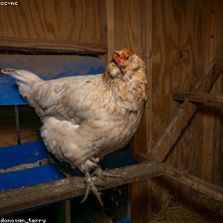 Kipfilet in plakjes 150 gr